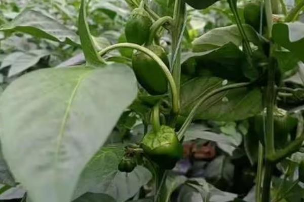 春季辣椒落花落果的原因,是由以下的四点造成的