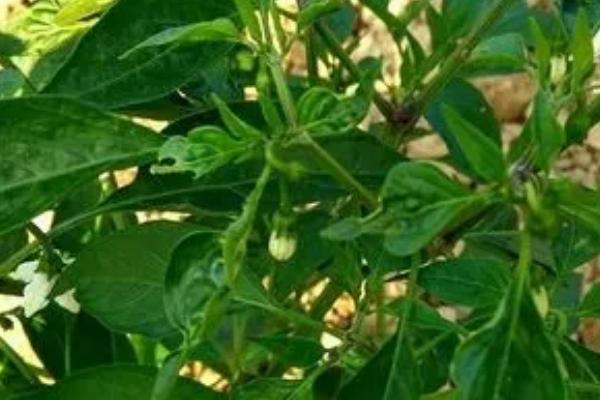 春季辣椒落花落果的原因,是由以下的四点造成的