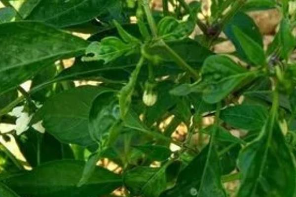 春季辣椒落花落果的原因,是由以下的四点造成的