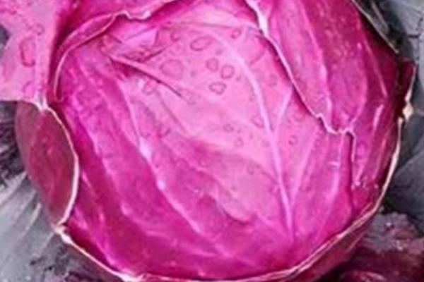 甘蓝喜阴还是喜阳,是喜阳作物