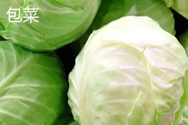 甘蓝喜阴还是喜阳,是喜阳作物