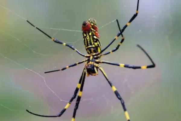 蜘蛛吃苍蝇吗,属于食肉性动物会吃苍蝇