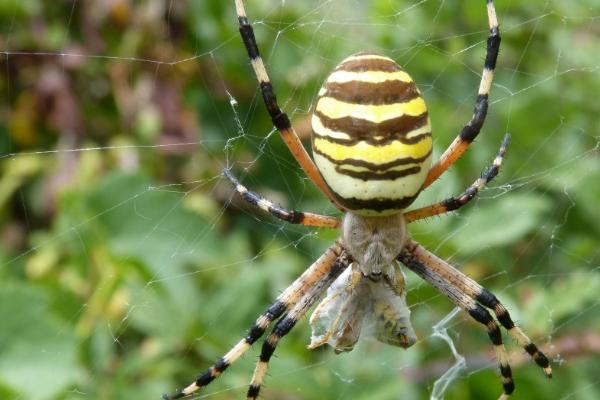 蜘蛛吃苍蝇吗,属于食肉性动物会吃苍蝇