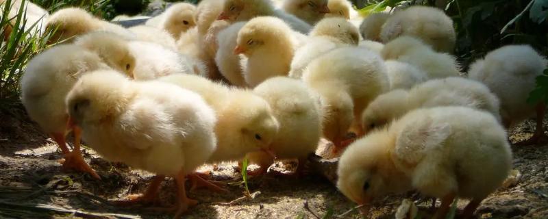 小鸡突然站不起来了是怎么回事
