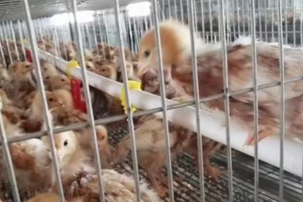 小鸡突然站不起来了是怎么回事,可能是缺乏营养导致的