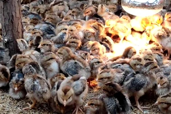 小鸡突然站不起来了是怎么回事,可能是缺乏营养导致的