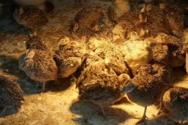 小鸡突然站不起来了是怎么回事,可能是缺乏营养导致的