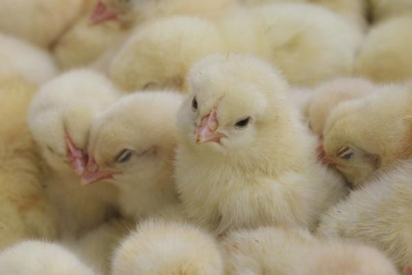 小鸡突然站不起来了是怎么回事,可能是缺乏营养导致的