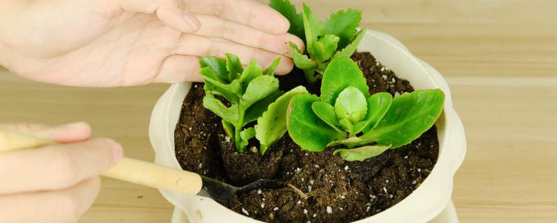 盆栽花卉如何施肥