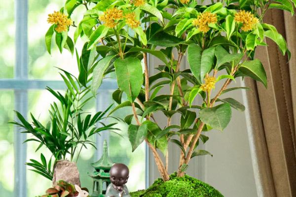 盆栽花卉如何施肥,坚持适时、适量、适当三原则