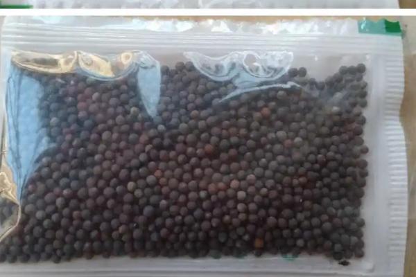 南方种植大白菜的适宜时间，春季适合在2-3月份种植