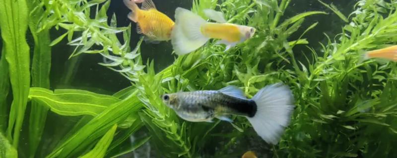 孔雀鱼冷水养会死吗