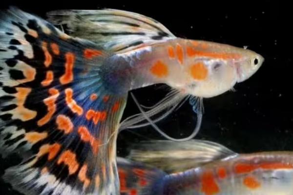 孔雀鱼冷水养会死吗,水温低于18℃会死亡