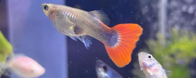 孔雀鱼需要氧气吗