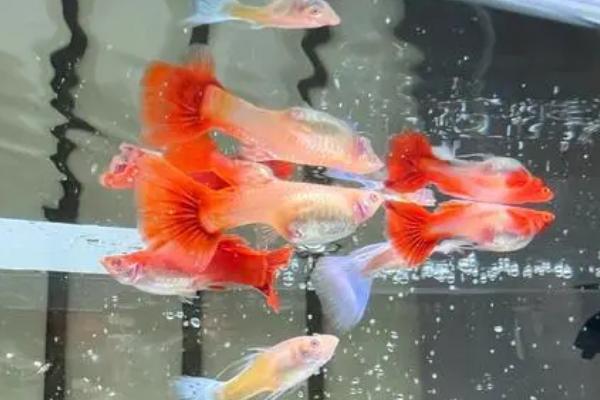 孔雀鱼需要氧气吗,生活的水中要保持氧气充足