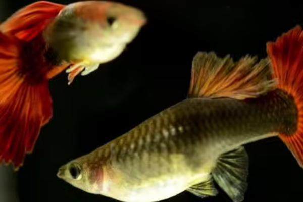 孔雀鱼需要氧气吗,生活的水中要保持氧气充足