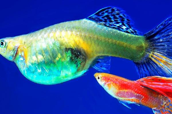 孔雀鱼需要氧气吗,生活的水中要保持氧气充足