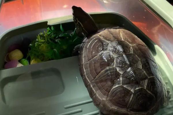 乌龟冬眠时喝水吗,它们在冬眠时不活动也不喝水