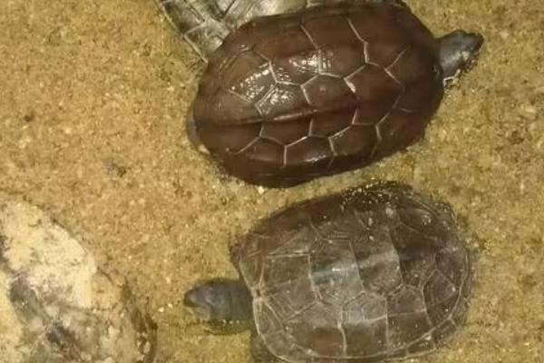 乌龟冬眠时喝水吗,它们在冬眠时不活动也不喝水