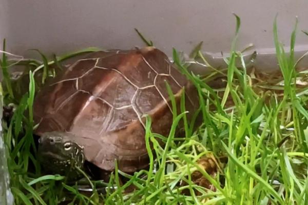 乌龟冬眠时喝水吗,它们在冬眠时不活动也不喝水