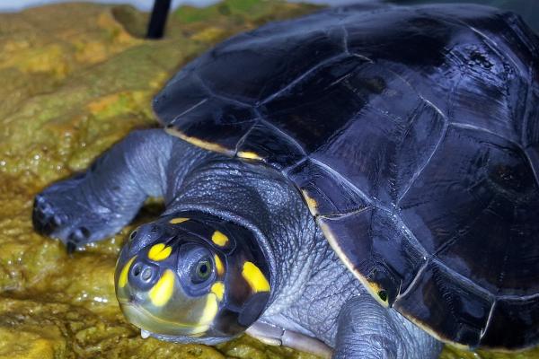 黄头侧颈龟为什么不吃食,可能是患有疾病、环境不适、水温过低等原因所导致