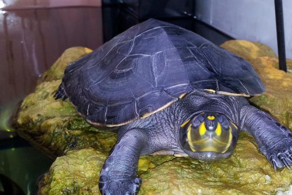 黄头侧颈龟为什么不吃食,可能是患有疾病、环境不适、水温过低等原因所导致