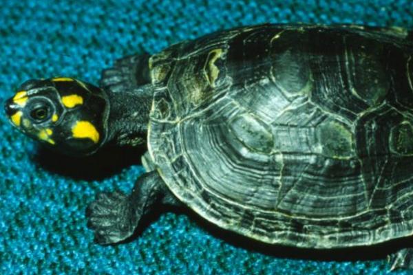 黄头侧颈龟为什么不吃食,可能是患有疾病、环境不适、水温过低等原因所导致