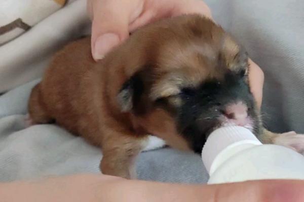 小狗可以喝人喝的奶粉吗,不建议给小狗喝人喝的奶粉