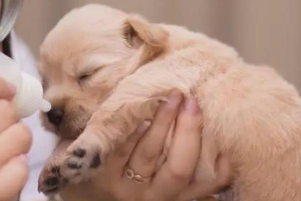 小狗可以喝人喝的奶粉吗,不建议给小狗喝人喝的奶粉