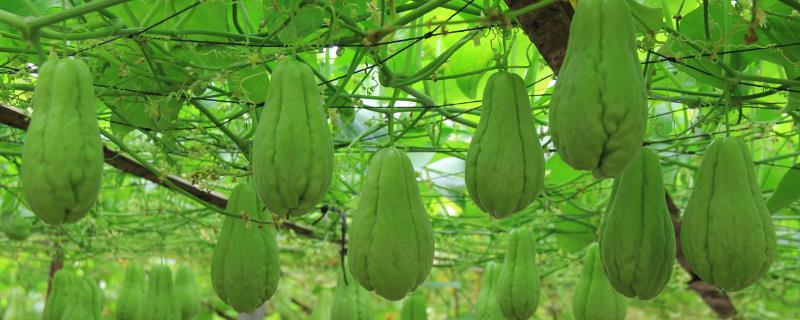 冬天能不能种植佛手瓜