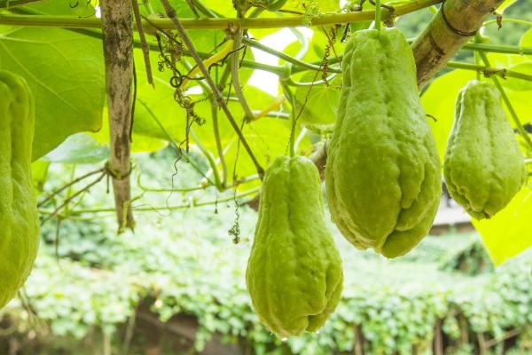 冬天能不能种植佛手瓜,可以在大棚内种植