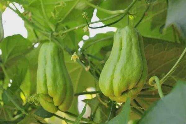 冬天能不能种植佛手瓜,可以在大棚内种植