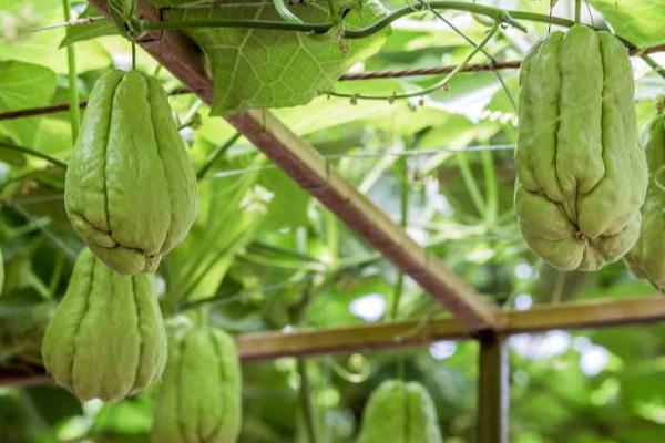 冬天能不能种植佛手瓜,可以在大棚内种植