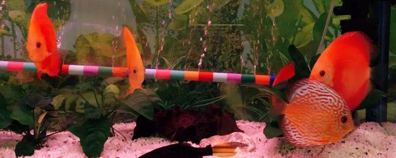 七彩神仙鱼几个月开始繁殖