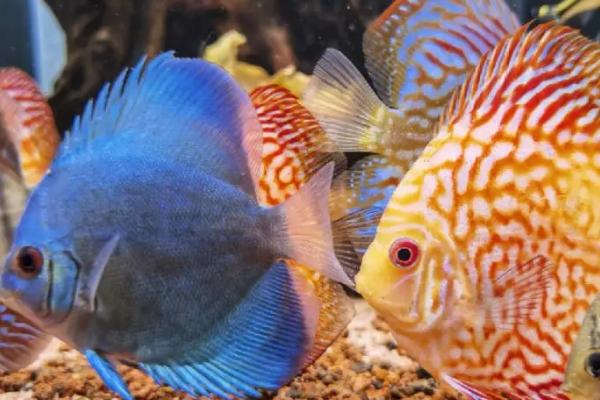 七彩神仙鱼几个月开始繁殖,4-5个月就可繁殖