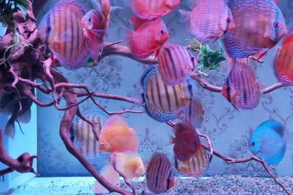 七彩神仙鱼几个月开始繁殖,4-5个月就可繁殖