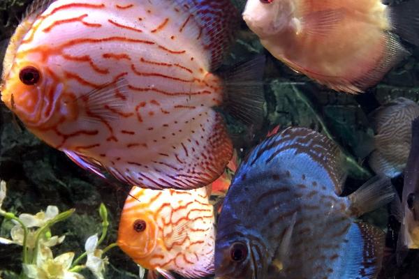 七彩神仙鱼几个月开始繁殖,4-5个月就可繁殖