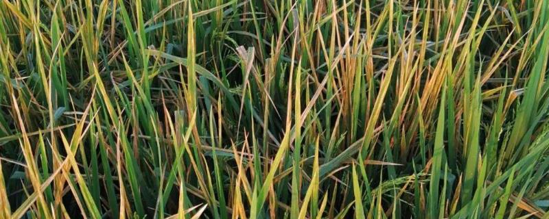 水稻细菌性条斑病防治方式
