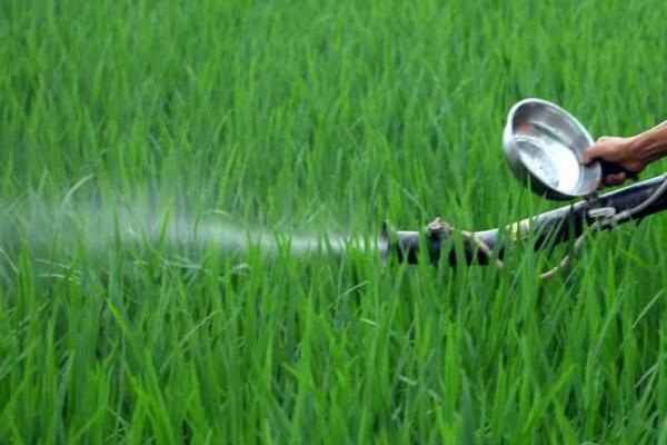水稻细菌性条斑病防治方式,以预防为主