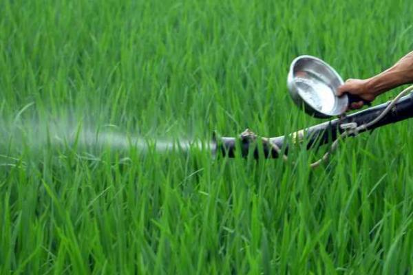 水稻细菌性条斑病防治方式,以预防为主
