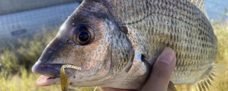 钓鲷鱼需要打窝吗