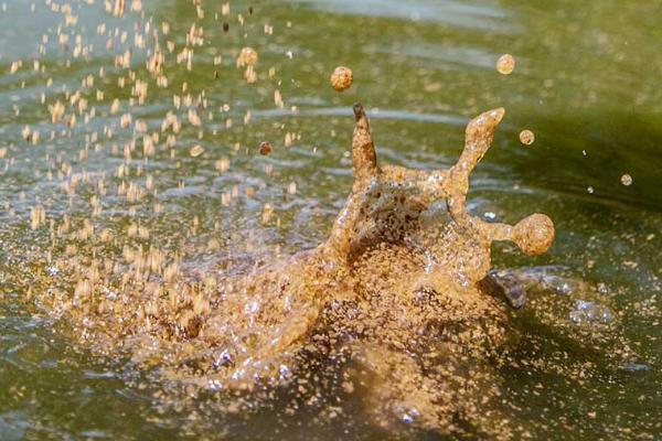 钓鲷鱼需要打窝吗,提前打窝非常有必要