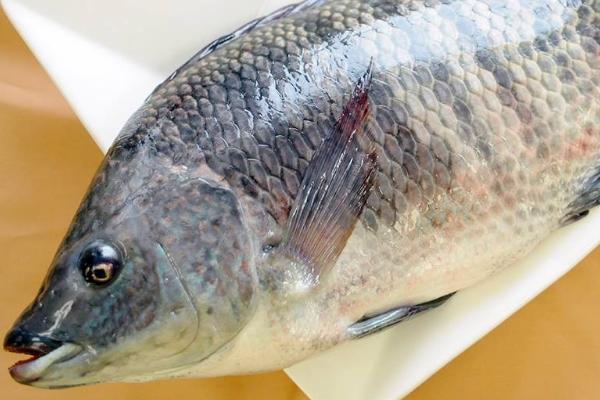 钓鲷鱼需要打窝吗,提前打窝非常有必要