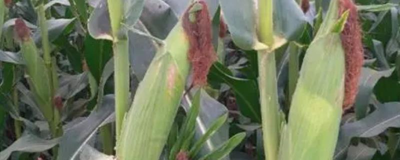 宏途757玉米种简介