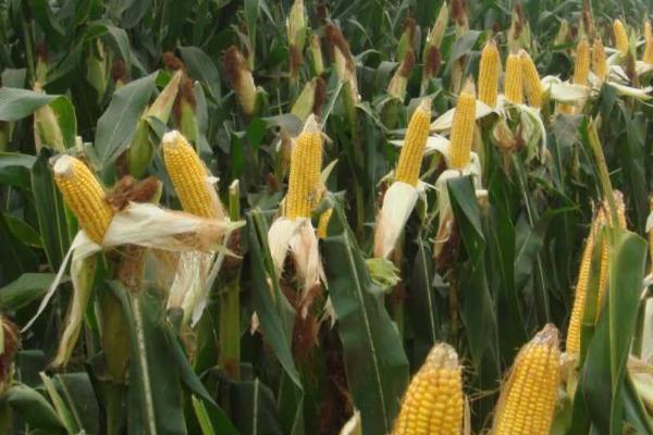 宏途757玉米种简介,出苗至成熟127天