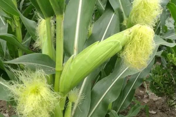 宏途757玉米种简介,出苗至成熟127天