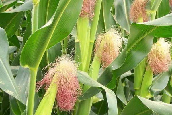 宏途757玉米种简介,出苗至成熟127天