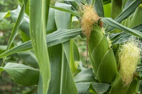 宏途757玉米种简介,出苗至成熟127天