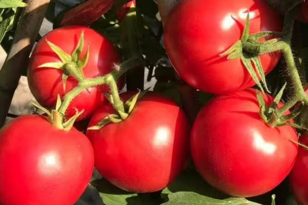 番茄籽粒外露的原因,主要原因是花器和果实不能正常发育