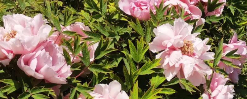 牡丹不开花的原因